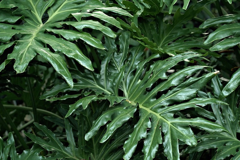 Lush Greenery