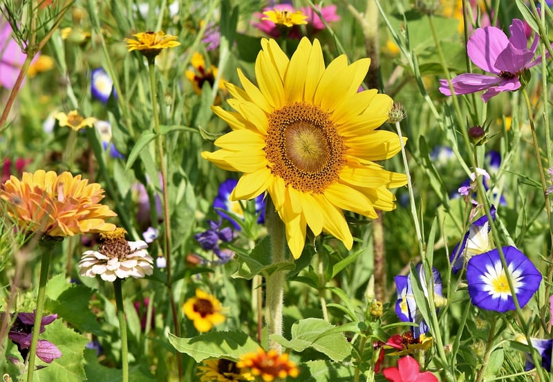 Modern Garden Planters